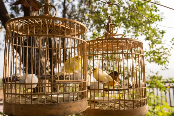 Aves amarelas em gaiolas — Fotografia de Stock