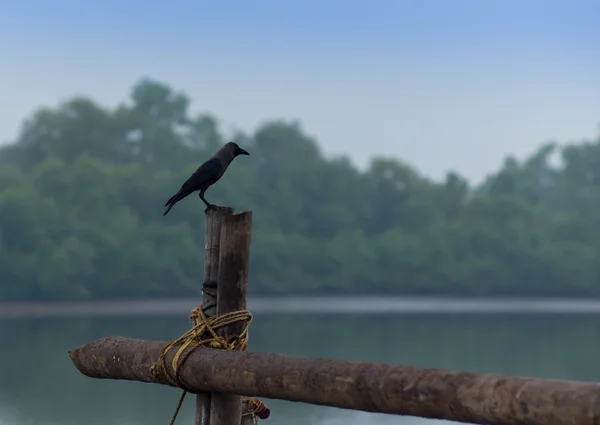 Camar berkepala hitam biasa — Stok Foto