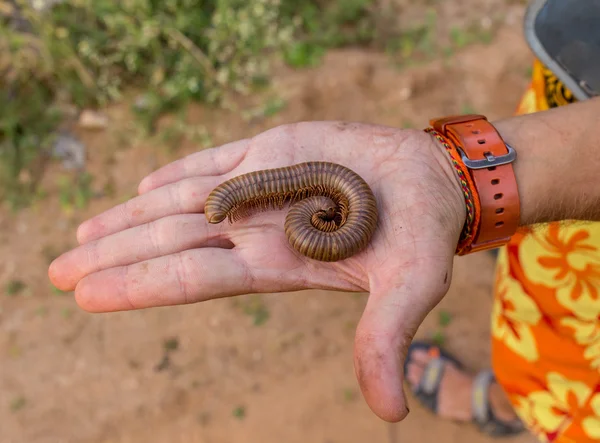 Imagen de gusanos de larva en la mano humana . — Foto de Stock