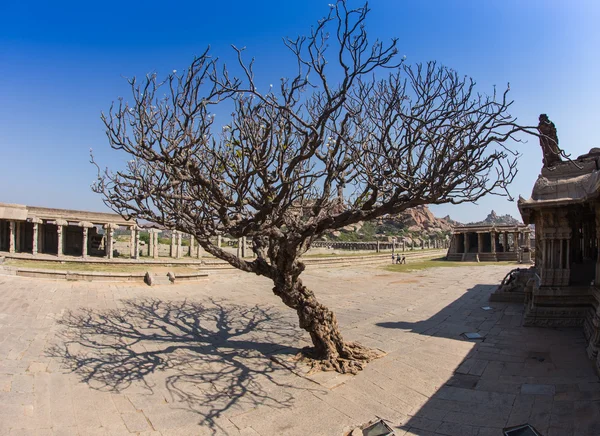 The sacred tree — Stock Photo, Image