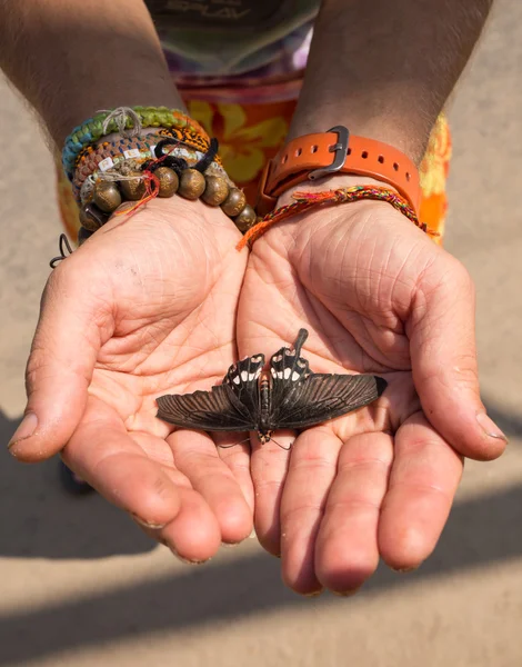 Mains féminines ouvertes tenant un papillon — Photo