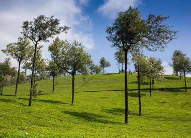 çay plantasyon cameron highlands