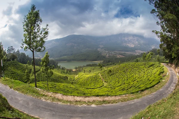 Valle della piantagione di tè — Foto Stock