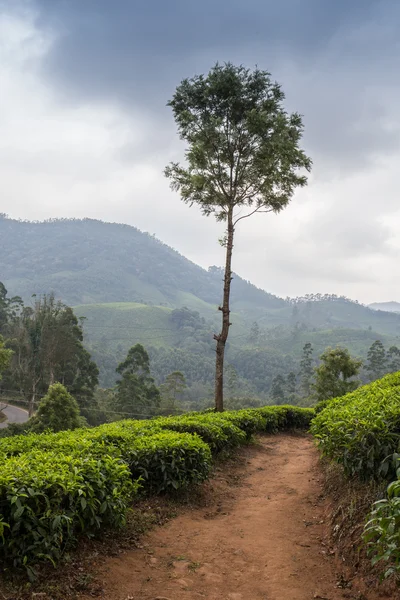 Vallée de plantation de thé — Photo