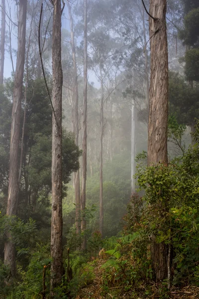 Camino a través de un bosque dorado con niebla —  Fotos de Stock