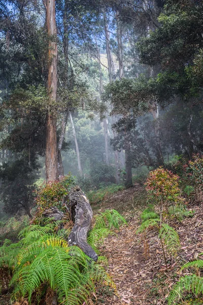 A köd egy arany erdőben Road — Stock Fotó