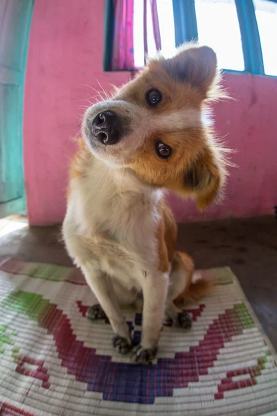 Dilini çıkarmış mutlu köpek