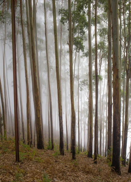 A köd egy arany erdőben Road — Stock Fotó