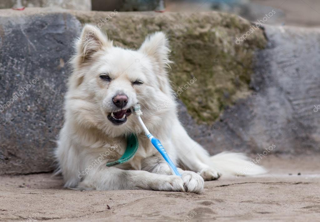 Teeth cleaning dog with toothpaste — Stock Photo © Wassiliy 79271478