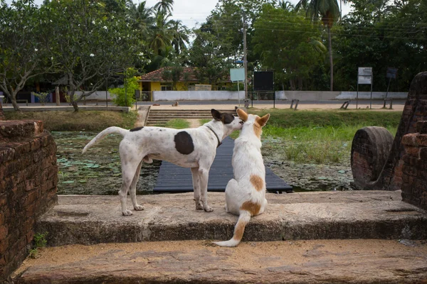 Looking at dog nose to — Stock Photo, Image