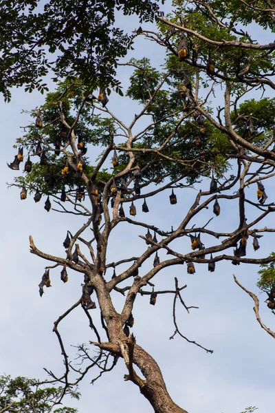 Malé kolonie červené flying fox — Stock fotografie