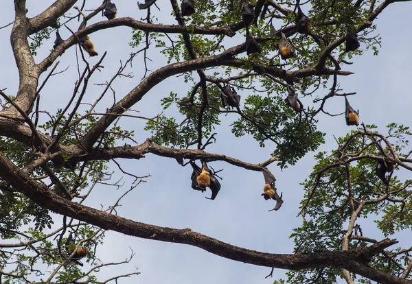 Pequena colônia raposa voadora vermelha — Fotografia de Stock