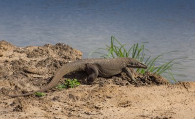 Komodo Ejderi, sahilde Varanus komodensis, 