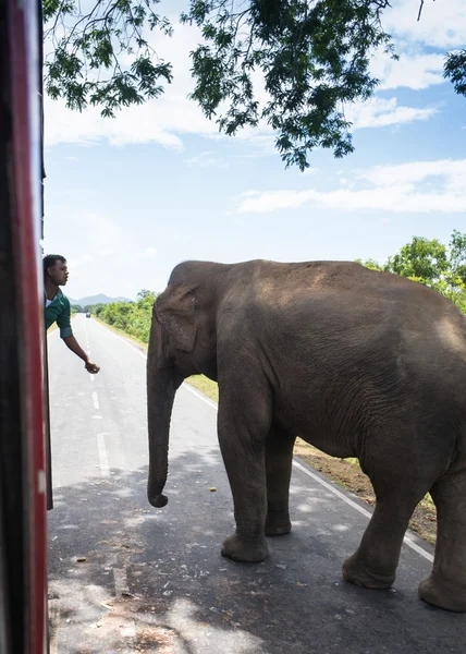 Слон идет по дороге на закате — стоковое фото