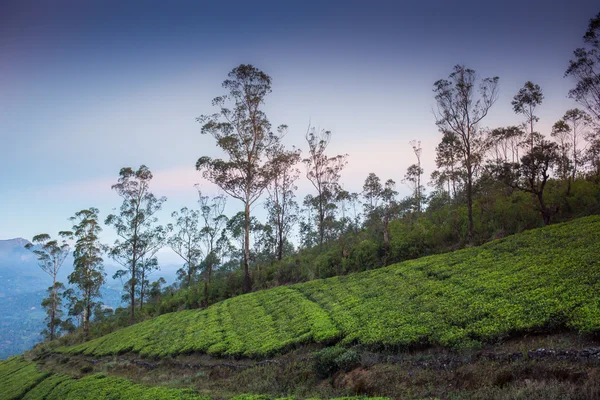 茶の緑のフィールドのある風景します。 — ストック写真