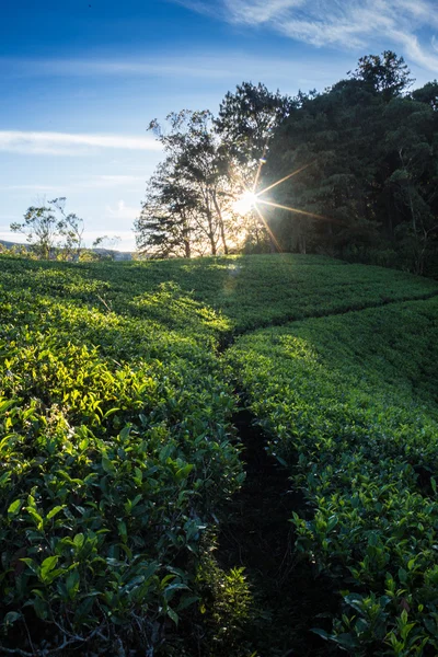 景观与茶绿色的田野 — 图库照片