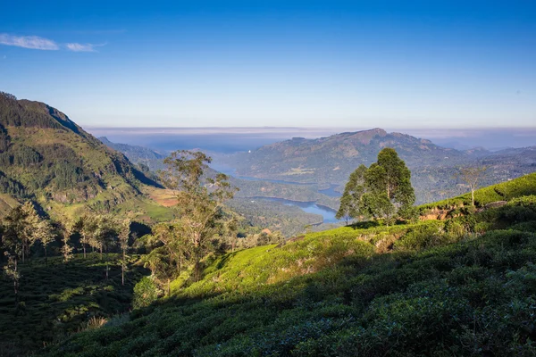 Landschaft mit grünen Teefeldern — Stockfoto