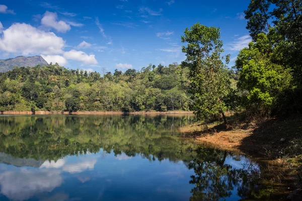 Reflektion av tall i en sjö — Stockfoto