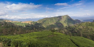 Çay yeşil alanları ile manzara