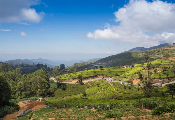 Paysage avec des champs de thé vert — Photo