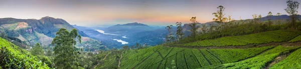 Пейзаж с зелеными полями чая — стоковое фото