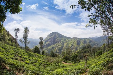 Çay yeşil alanları ile manzara