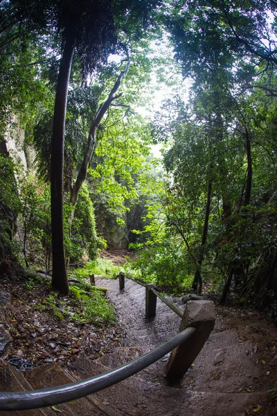 Floresta subtropical — Fotografia de Stock