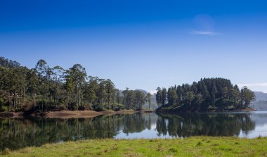 Pang ung, çam ağacı gölde bir yansımasıdır