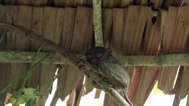 Uśmiechający się ładny tarsier siedzi na drzewie, Wyspy Bohol, Filipiny — Wideo stockowe