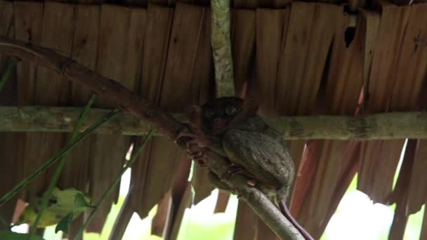 Sonriendo tarsier lindo sentado en un árbol, Bohol isla, Filipinas — Vídeos de Stock