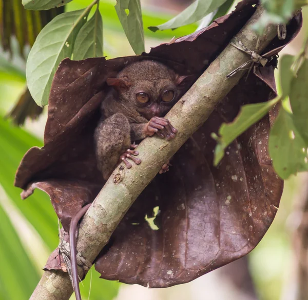 Sonriendo tarsier lindo sentado en un árbol, Bohol isla, Filipinas —  Fotos de Stock