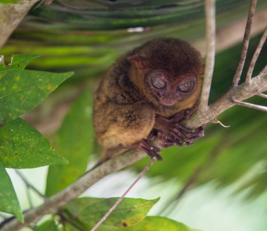 Gülümseyen şirin tarsier bir ağaç, Bohol Adası, Filipinler