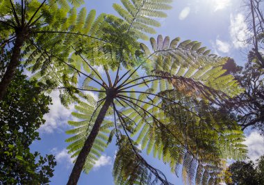 Su damlaları olan eğrelti otu yaprağı.