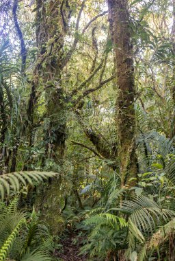 Sahne düz yoğun bir tropik yağmur ormanı arıyorum