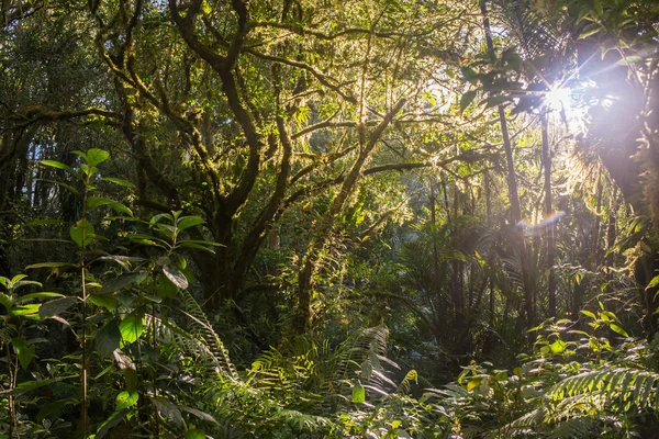Jelenet egyenesen a sűrű, trópusi esőerdő — Stock Fotó