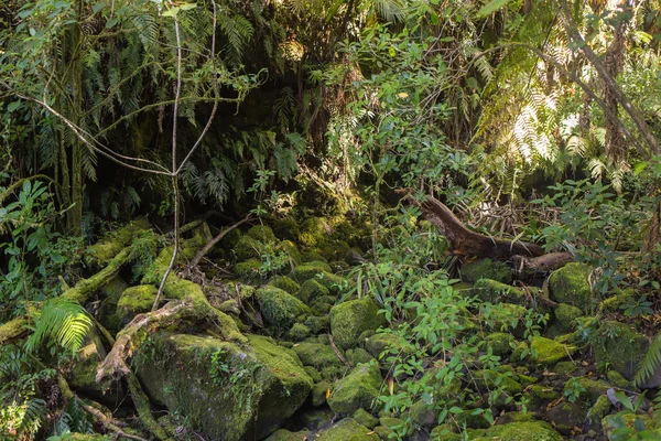 Jelenet egyenesen a sűrű, trópusi esőerdő — Stock Fotó