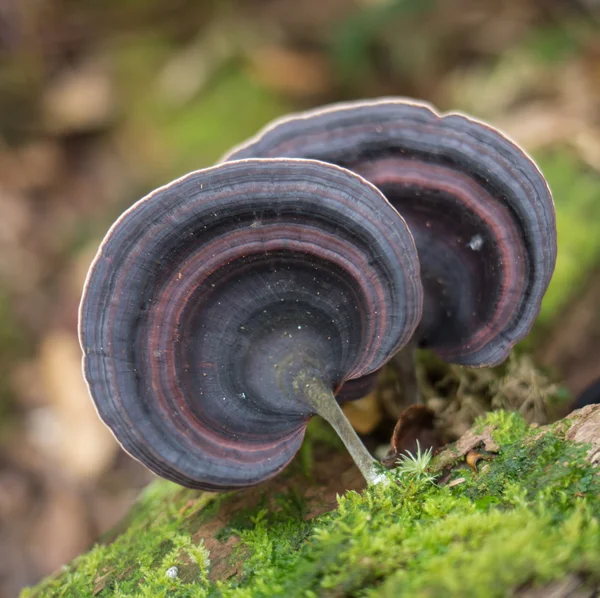 Oyster Mushrooms, растущие на стволе упавшего дерева в старом лесу — стоковое фото