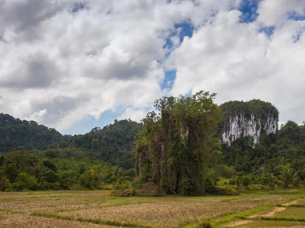Adegan melihat langsung ke hutan hujan tropis padat — Stok Foto
