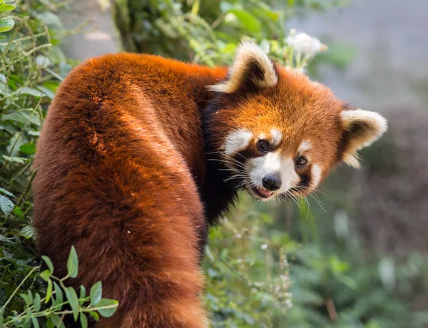 令人惊异的橙色熊猫 — 图库照片