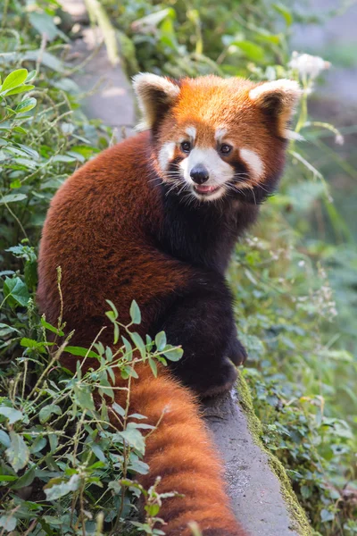 Increíble panda naranja —  Fotos de Stock