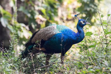 Tavus kuşu - en güzel kuş