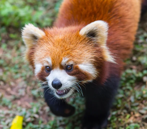 Amazing orange panda — Stock Photo, Image