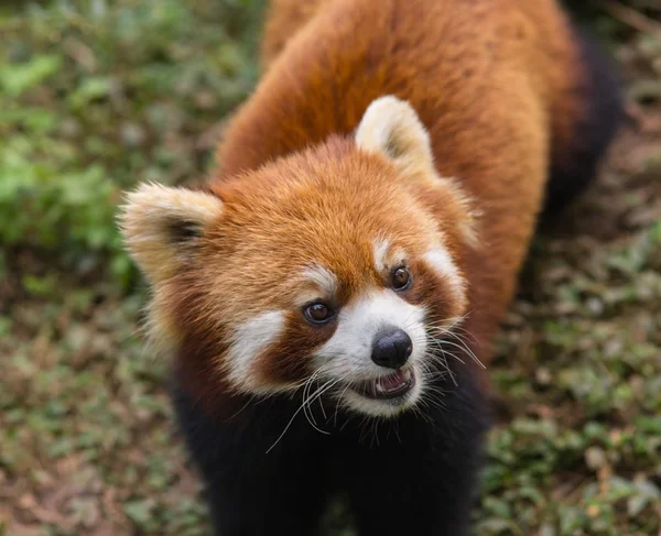 Amazing orange panda — Stock Photo, Image