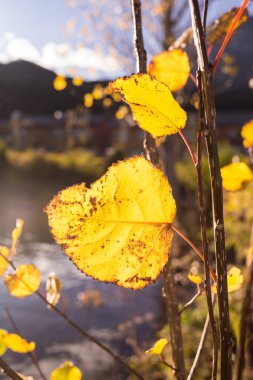 Sarı sonbahar yaprakları