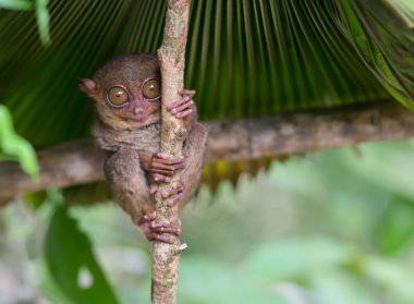 Smiling cute tarsier sitting on a tree,  Bohol island, Philippines clipart