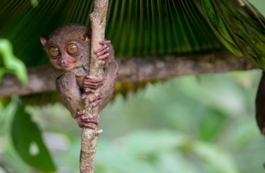 Smiling cute tarsier sitting on a tree,  Bohol island, Philippines clipart