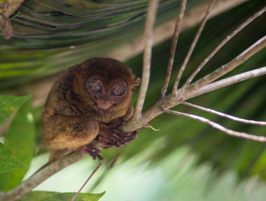Gülümseyen şirin tarsier bir ağaç, Bohol Adası, Filipinler