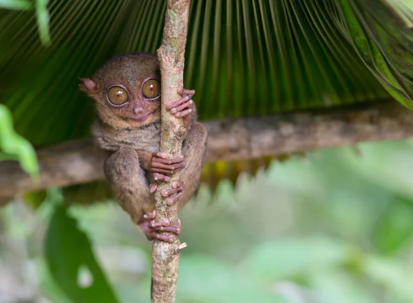 Uśmiechający się ładny tarsier siedzi na drzewie, Wyspy Bohol, Filipiny — Zdjęcie stockowe