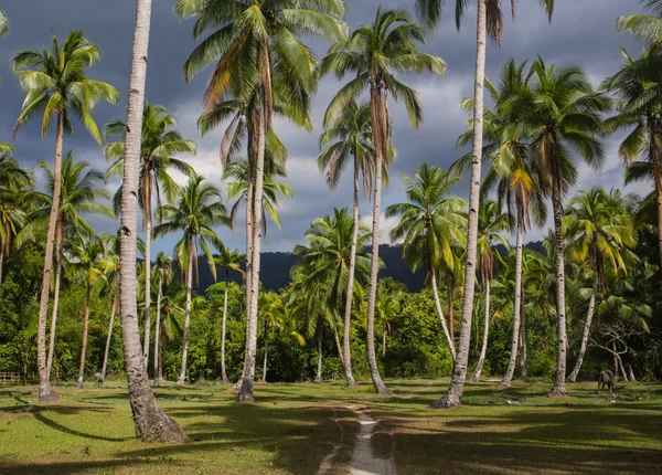 椰子棕榈树全景视图 — 图库照片