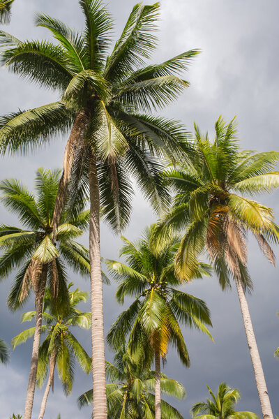 Вид на кокосовые пальмы
